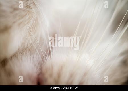 Fragment einer Katzenschnauze`s Schlafzeit: Selektiver Fokus auf Schnurrbart. Nahaufnahme, horizontale Aufnahme. Das Konzept der Tierpflege. Stockfoto